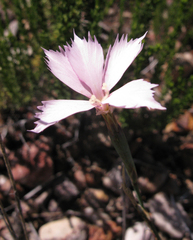 Dianthus thunbergii