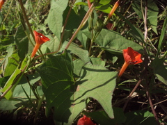 Ipomoea indivisa