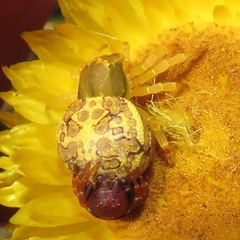 Thomisops pupa