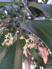 Cinnamomum cassia