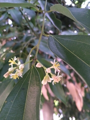 Cinnamomum cassia