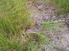 Pituophis melanoleucus melanoleucus