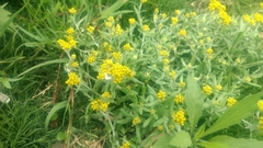 Pseudognaphalium hypoleucum
