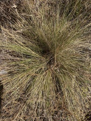 Aristida stricta