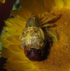 Thomisops pupa