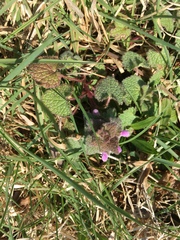 Lamium purpureum
