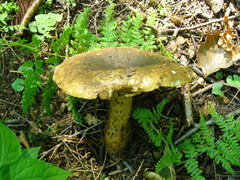 Lactarius sordidus