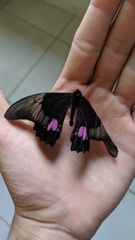 Heraclides anchisiades capys