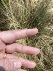 Muhlenbergia expansa