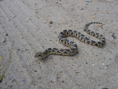 Pituophis melanoleucus melanoleucus