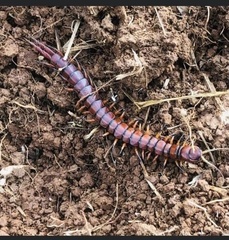 Scolopendra alternans