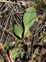 Erigeron vernus