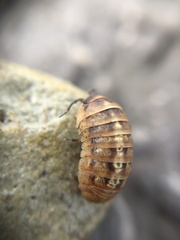 Armadillidium vulgare
