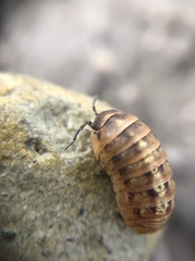 Armadillidium vulgare