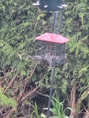 Psaltriparus minimus