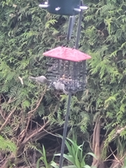 Psaltriparus minimus