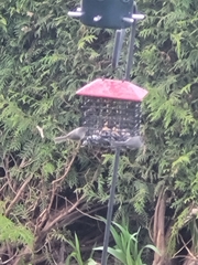 Psaltriparus minimus