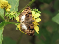 Noctuana lactifera