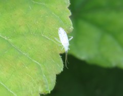 Malacocoris chlorizans