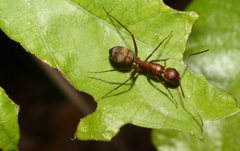 Camponotus socius image