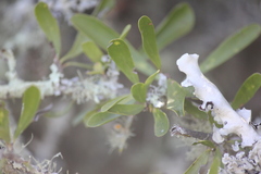 Gymnosporia polyacantha