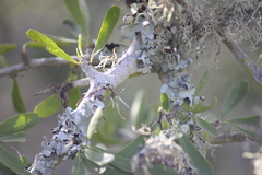 Gymnosporia polyacantha