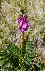 Hedysarum consanguineum