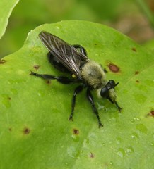 Laphria virginica
