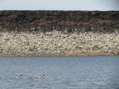 Podiceps gallardoi