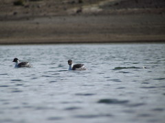 Podiceps occipitalis occipitalis