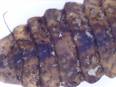 Stratiomyidae