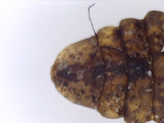 Stratiomyidae