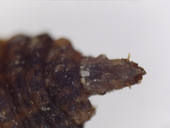Stratiomyidae