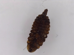 Stratiomyidae
