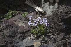 Parrya asperrima