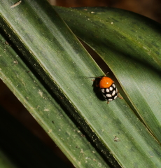 Cryptocephalus guttulatus