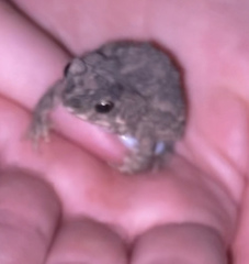Rhinella beebei
