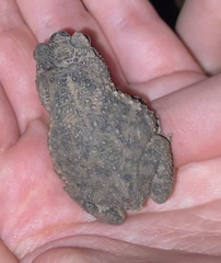 Rhinella beebei
