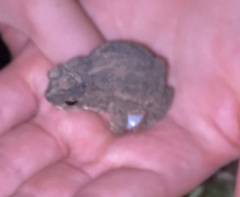 Rhinella beebei