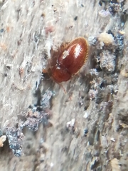 Mycetaea subterranea