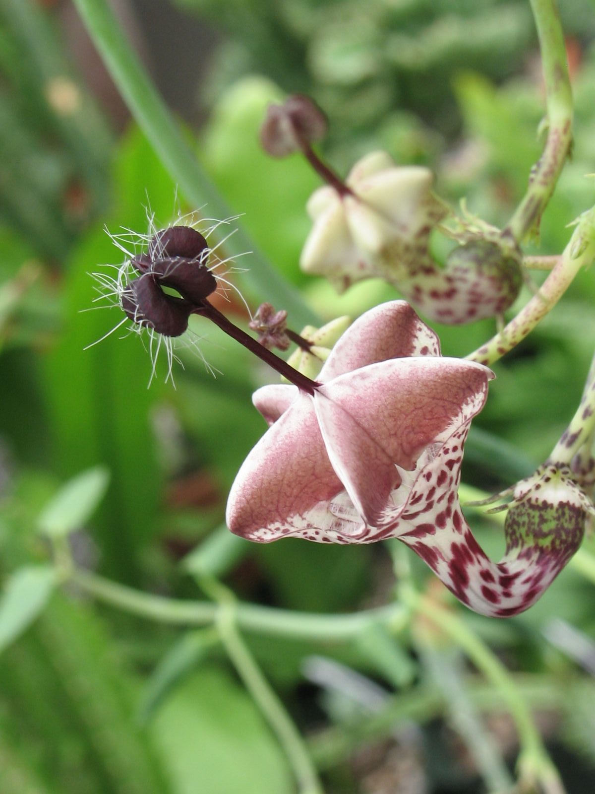 Ceropegia distincta