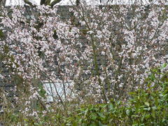 Prunus cerasifera pissardii
