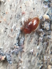 Mycetaea subterranea