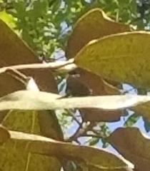 Atlides halesus