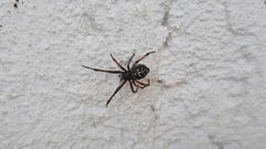 Steatoda diamantina