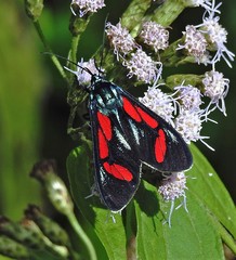 Cyanopepla pretiosa