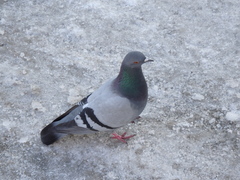 Columba livia domestica