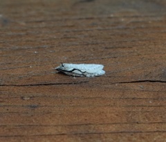 Semioscopis