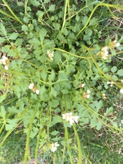 Cardamine hirsuta