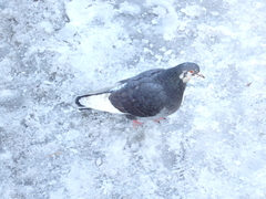Columba livia domestica
